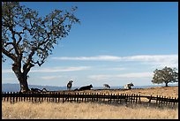 Fence and cows, Joseph Grant County Park. San Jose, California, USA ( color)