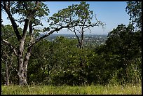 San Jose skyline through trees, Heintz Open Space. San Jose, California, USA ( color)