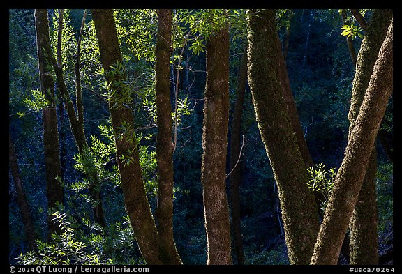 Moss-covered tree trunks in early spring, Uvas Canyon County Park. California, USA (color)