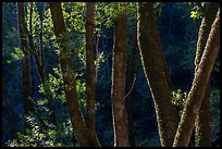 Moss-covered tree trunks in early spring, Uvas Canyon County Park. California, USA ( color)