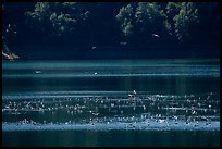 Birds in Guadalupe Reservoir, Almaden Quicksilver County Park. San Jose, California, USA ( color)