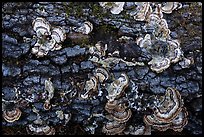 Mushrooms on log, Uvas Canyon County Park. California, USA ( color)