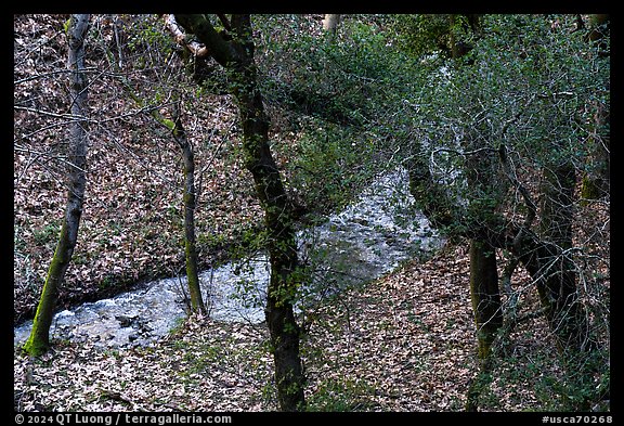 Limekiln Canyon Creek, Lexington Reservoir County Park. California, USA (color)
