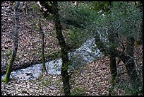 Limekiln Canyon Creek, Lexington Reservoir County Park. California, USA ( color)