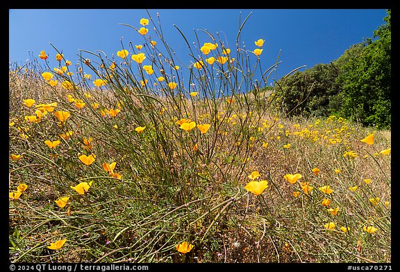 California Poppies, Almaden Quicksilver County Park. San Jose, California, USA (color)