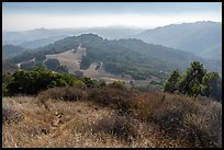Forested hills, Calero County Park. California, USA ( color)