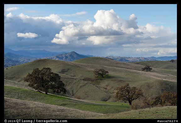 Hills with oaks, Coyote Lake Harvey Bear Ranch County Park. California, USA (color)
