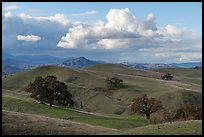 Hills with oaks, Coyote Lake Harvey Bear Ranch County Park. California, USA ( color)