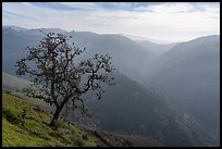 Tree and Alum Rock Canyon, Sierra Vista Open Space Preserve. San Jose, California, USA ( color)