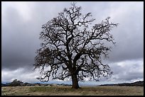 Bare oak tree, Joseph Grant County Park. San Jose, California, USA ( color)