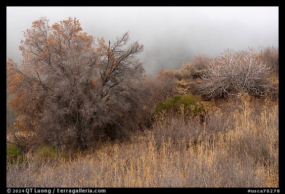 Trees in fog, Alum Rock Park. San Jose, California, USA (color)