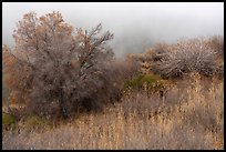 Trees in fog, Alum Rock Park. San Jose, California, USA ( color)