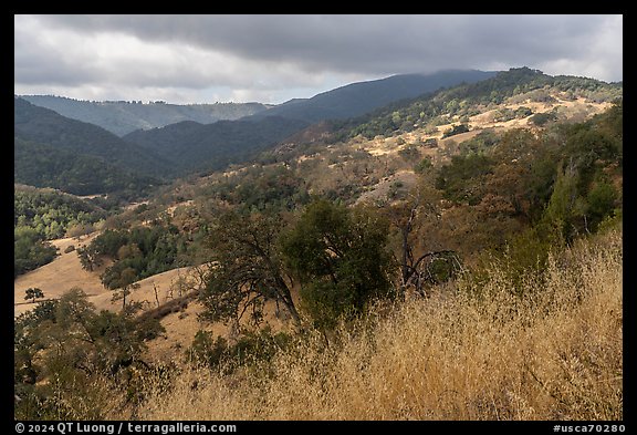 Hills with grasses and oak trees in summer, Canada del Oro Open Space Preserve. California, USA