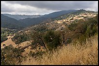 Hills with grasses and oak trees in summer, Canada del Oro Open Space Preserve. California, USA ( color)