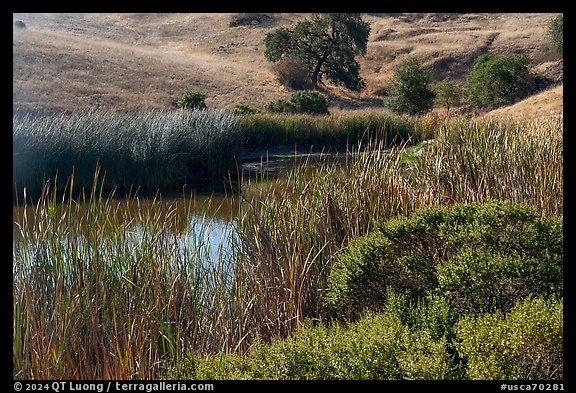 Pond and reeds, Calero County Park. California, USA (color)