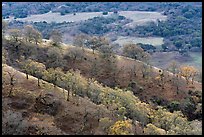 Oak trees on ridge in autumn, Joseph Grant County Park. San Jose, California, USA ( color)