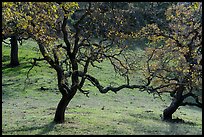 Oak trees with few remaining leaves in autumn, Coyote Lake Harvey Bear Ranch County Park. California, USA ( color)