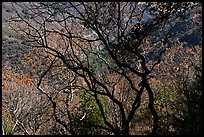 Trees in autumn, Alum Rock Park. San Jose, California, USA ( color)
