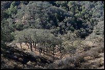 Oak trees winter, Calero County Park. California, USA ( color)