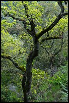 Trees in early spring, Fremont Older Preserve. California, USA ( color)