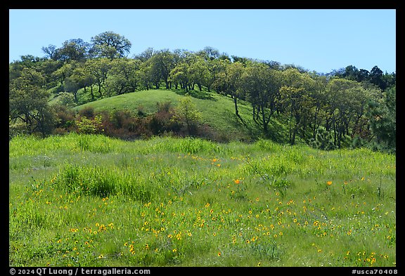 Sunflowers and oak trees, Coyote Valley Open Space Preserve. California, USA (color)