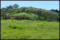 Sunflowers and oak trees, Coyote Valley Open Space Preserve. California, USA ( color)
