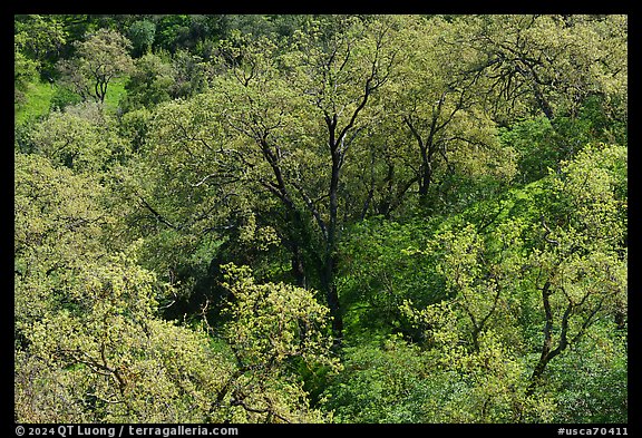 Oak trees, Coyote Valley Open Space Preserve. California, USA (color)