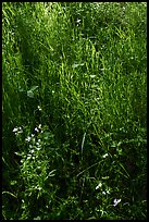 Close-up of spring wildflowers and grasses, Coyote Valley Open Space Preserve. California, USA ( color)