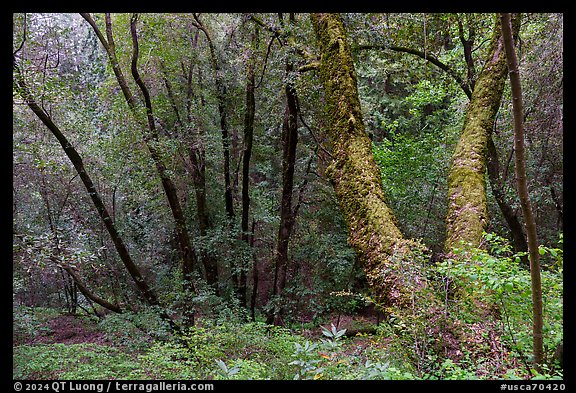 Forest with mossy trees, Bear Creek Redwoods Open Space Preserve. California, USA (color)