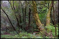 Forest with mossy trees, Bear Creek Redwoods Open Space Preserve. California, USA ( color)