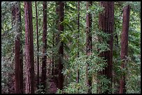 Grove of redwood trees, Bear Creek Redwoods Open Space Preserve. California, USA ( color)