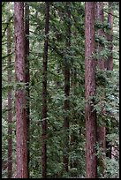 Redwood trunks, Bear Creek Redwoods Open Space Preserve. California, USA ( color)