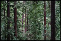 Redwood forest, Bear Creek Redwoods Open Space Preserve. California, USA ( color)
