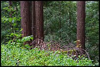 Forget-me-nots and redwood trees, Bear Creek Redwoods Open Space Preserve. California, USA ( color)