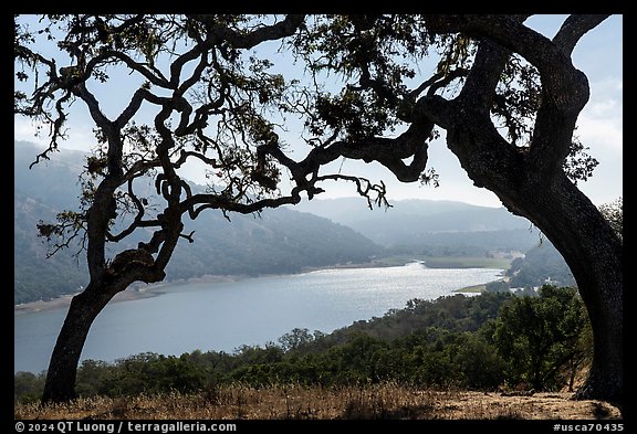 Coyote Lake framed by oak trees, Coyote Lake Harvey Bear Ranch County Park. California, USA (color)