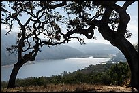 Coyote Lake framed by oak trees, Coyote Lake Harvey Bear Ranch County Park. California, USA ( color)