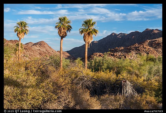 Corn Springs Palm aasis and Chuckwalla Mountains. Chuckwalla National Monument, California, USA (color)