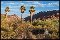 Corn Springs Palm aasis and Chuckwalla Mountains. Chuckwalla National Monument, California, USA ( color)
