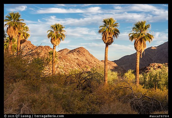 Palm trees at Corn Springs. Chuckwalla National Monument, California, USA (color)