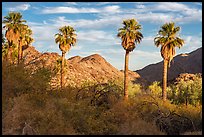 Palm trees at Corn Springs. Chuckwalla National Monument, California, USA ( color)