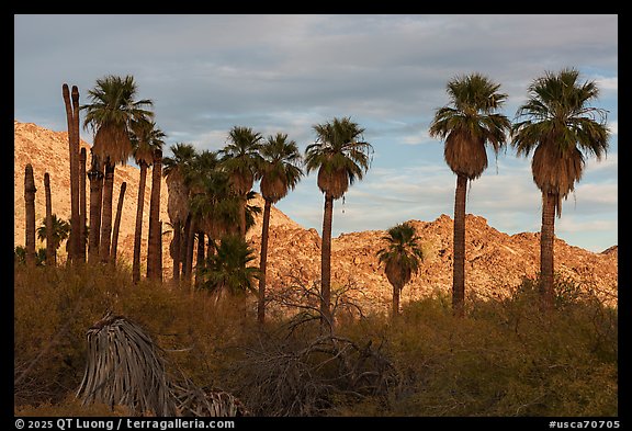 California fan palms and Chuckwalla Mountains. Chuckwalla National Monument, California, USA (color)