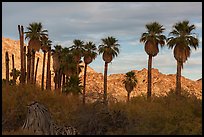 California fan palms and Chuckwalla Mountains. Chuckwalla National Monument, California, USA ( color)