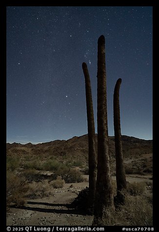 Trunks of dead California fan palms at night. Chuckwalla National Monument, California, USA (color)