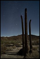 Trunks of dead California fan palms at night. Chuckwalla National Monument, California, USA ( color)
