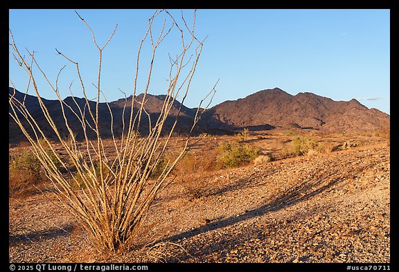 Ocotillo and Chuckwalla Mountains at sunrise. Chuckwalla National Monument, California, USA (color)