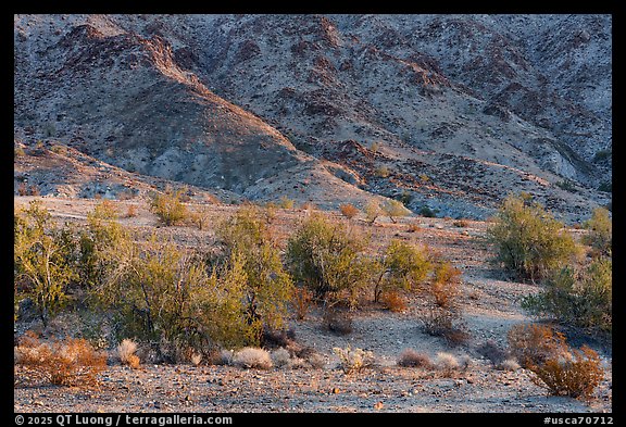 Slope with Colorado Desert vegetation. Chuckwalla National Monument, California, USA (color)
