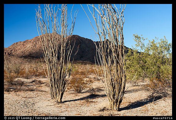 Ocotillos and mountains. Chuckwalla National Monument, California, USA (color)