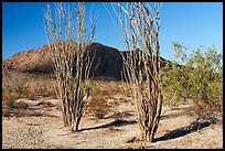 Ocotillos and mountains. Chuckwalla National Monument, California, USA ( color)