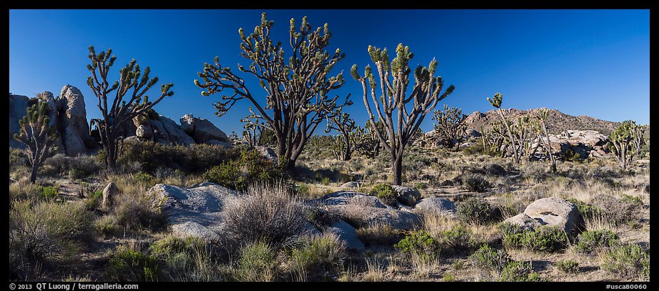 Desert landscape with Joshua trees, rocks, and distant mountains. Mojave National Preserve, California, USA (color)