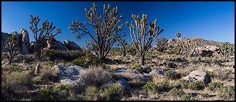 Desert landscape with Joshua trees, rocks, and distant mountains. Mojave National Preserve, California, USA (Panoramic color)